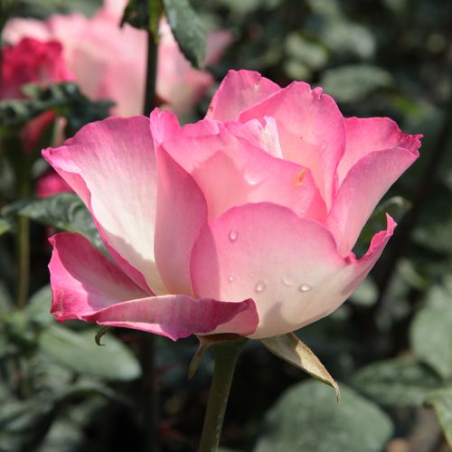 Gärtnerei - Rosa Tourmaline™ - weiß - rosa - teehybriden-edelrosen - mittel-stark duftend - Georges Delbard - Die rosa Blütenblattränder verleihen den weißen, eckigen, rosettenförmigen Blüten eine elegante Erscheinung.